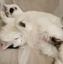 FLECKI, Katze, Europäisch Kurzhaar in Bulgarien - Bild 7