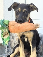 SPENCER, Hund, Mischlingshund in Rumänien - Bild 1