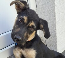 SPENCER, Hund, Mischlingshund in Rumänien - Bild 2