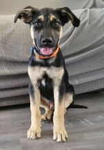 SPENCER, Hund, Mischlingshund in Rumänien - Bild 3