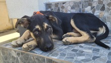 SPENCER, Hund, Mischlingshund in Rumänien - Bild 4