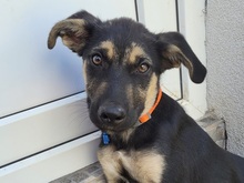 SPENCER, Hund, Mischlingshund in Rumänien - Bild 5