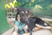 SPENCER, Hund, Mischlingshund in Rumänien - Bild 6