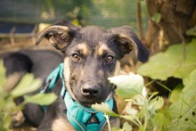 SPENCER, Hund, Mischlingshund in Rumänien - Bild 7