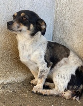VIO, Hund, Mischlingshund in Griechenland - Bild 2