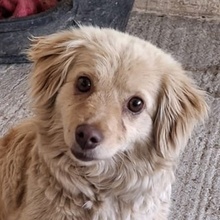 FERGI, Hund, Mischlingshund in Griechenland