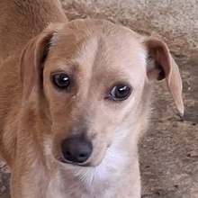 MERLE, Hund, Mischlingshund in Griechenland