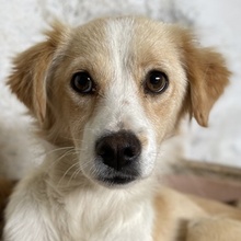 GOLDIE, Hund, Mischlingshund in Griechenland