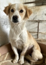 GOLDIE, Hund, Mischlingshund in Griechenland - Bild 2