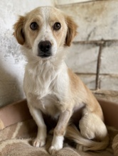 GOLDIE, Hund, Mischlingshund in Griechenland - Bild 3