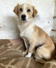 GOLDIE, Hund, Mischlingshund in Griechenland - Bild 4