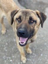 GARDY, Hund, Mischlingshund in Griechenland - Bild 2