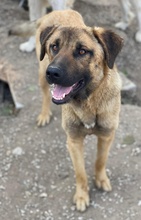 GARDY, Hund, Mischlingshund in Griechenland - Bild 3