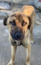 GARDY, Hund, Mischlingshund in Griechenland - Bild 4