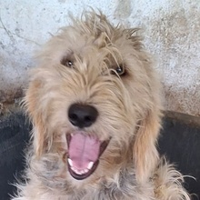 HERKO, Hund, Mischlingshund in Griechenland
