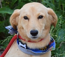 VITTORIO, Hund, Mischlingshund in Slowakische Republik - Bild 1