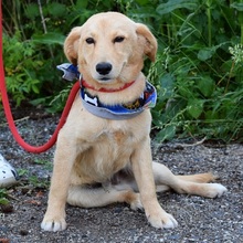 VITTORIO, Hund, Mischlingshund in Slowakische Republik - Bild 3