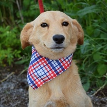 VITTORIO, Hund, Mischlingshund in Slowakische Republik - Bild 4