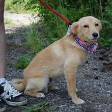 VITTORIO, Hund, Mischlingshund in Slowakische Republik - Bild 7