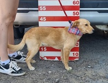 VITTORIO, Hund, Mischlingshund in Slowakische Republik - Bild 8