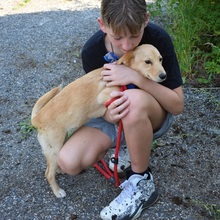 VITTORIO, Hund, Mischlingshund in Slowakische Republik - Bild 9