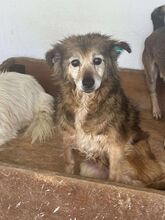 CINDY, Hund, Mischlingshund in Rumänien - Bild 1
