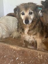 CINDY, Hund, Mischlingshund in Rumänien - Bild 2
