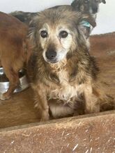 CINDY, Hund, Mischlingshund in Rumänien - Bild 3
