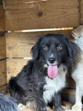DOBBY, Hund, Mischlingshund in Rumänien - Bild 1