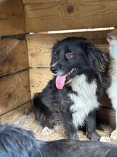 DOBBY, Hund, Mischlingshund in Rumänien - Bild 2