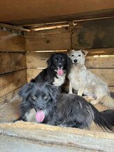 DOBBY, Hund, Mischlingshund in Rumänien - Bild 3