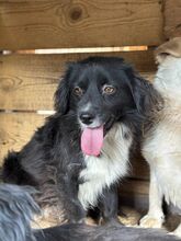 DOBBY, Hund, Mischlingshund in Rumänien - Bild 4