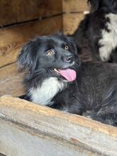 DUDLEY, Hund, Mischlingshund in Rumänien - Bild 1