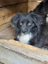 DUDLEY, Hund, Mischlingshund in Rumänien - Bild 2