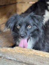 DUDLEY, Hund, Mischlingshund in Rumänien - Bild 4