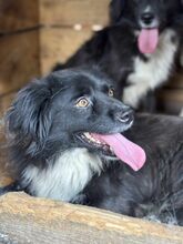 DUDLEY, Hund, Mischlingshund in Rumänien - Bild 5