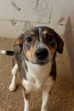 KATRINCHEN, Hund, Mischlingshund in Rumänien - Bild 2