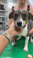 KATRINCHEN, Hund, Mischlingshund in Rumänien - Bild 3