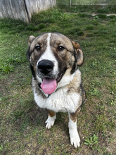 ARNIE, Hund, Herdenschutzhund in Hamburg - Bild 1