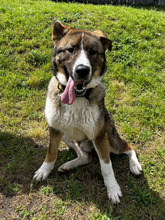 ARNIE, Hund, Herdenschutzhund in Hamburg - Bild 3