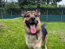 SMILEY, Hund, Deutscher Schäferhund-Mix in Hamburg - Bild 1