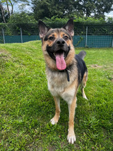 SMILEY, Hund, Deutscher Schäferhund-Mix in Hamburg - Bild 2