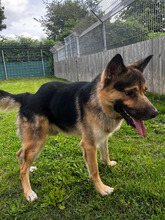 SMILEY, Hund, Deutscher Schäferhund-Mix in Hamburg - Bild 3