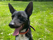 FREDDY, Hund, Mischlingshund in Hamburg - Bild 1