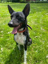 FREDDY, Hund, Mischlingshund in Hamburg - Bild 2