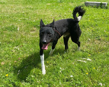FREDDY, Hund, Mischlingshund in Hamburg - Bild 3