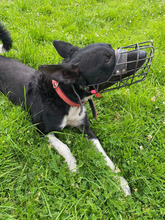 FREDDY, Hund, Mischlingshund in Hamburg - Bild 4