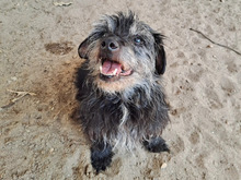 ROCKY, Hund, Terrier-Mix in Hamburg - Bild 1