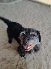 ROCKY, Hund, Terrier-Mix in Hamburg - Bild 3