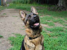 VAIANA, Hund, Deutscher Schäferhund in Hamburg - Bild 1